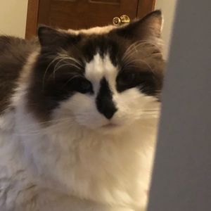 Meet your Posher, Maggie